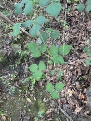 Phaseolus polystachios