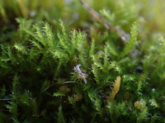 Herzogiella adscendens