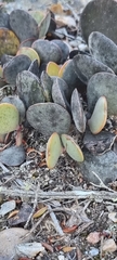 Adromischus maculatus