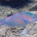 藍點鸚哥魚 - Photo (c) dorolexploratrice，保留部份權利CC BY-NC