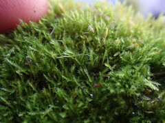 Herzogiella adscendens