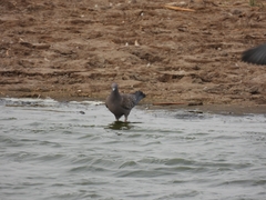 Patagioenas maculosa
