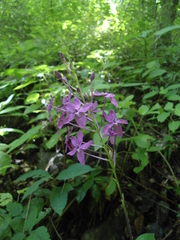 Pseuderanthemum alatum
