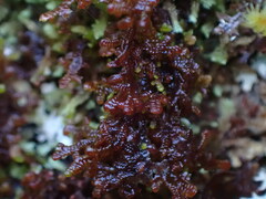 Frullania nisquallensis
