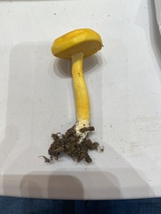 Pulveroboletus