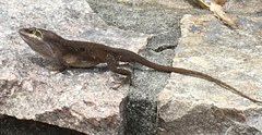 Anolis carolinensis