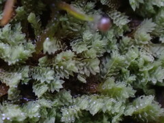 Douinia ovata