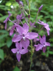 Pseuderanthemum alatum