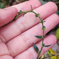 Polygonum arenastrum
