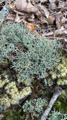 Cladonia furcata