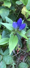 Gentiana clausa