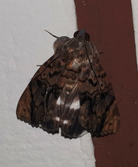 Catephia linteola