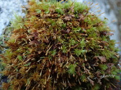 Ulota obtusiuscula