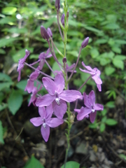 Pseuderanthemum alatum