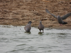 Patagioenas maculosa