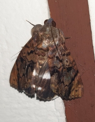 Catephia linteola