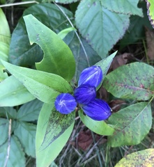 Gentiana clausa