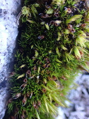 Schistidium maritimum