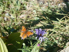 Polygonia gracilis