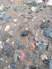 Bothrotes canaliculatus