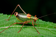 Barbitistes serricauda