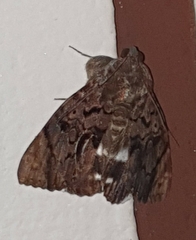 Catephia linteola