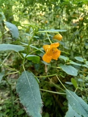 Impatiens capensis