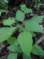 Pseuderanthemum alatum