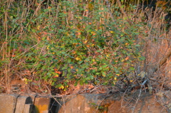 Amelanchier alnifolia