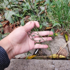 Polygonum arenastrum