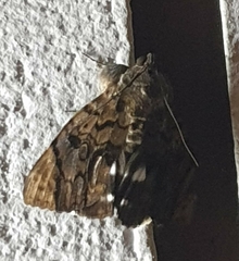 Catephia linteola