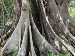 Ficus costaricana