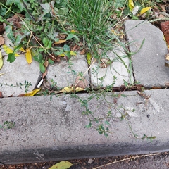 Polygonum arenastrum