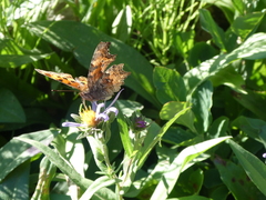 Polygonia gracilis