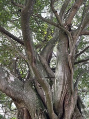 Ficus costaricana