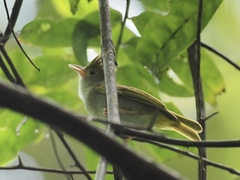 Erpornis zantholeuca