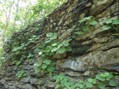 Eupatoriastrum corvi