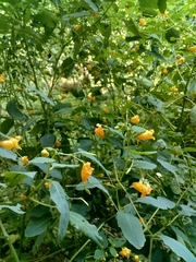 Impatiens capensis