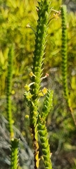 Struthiola ciliata