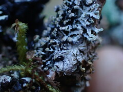 Hypogymnia hultenii