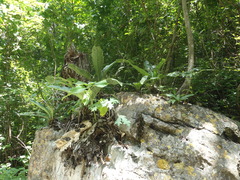 Anthurium schlechtendalii