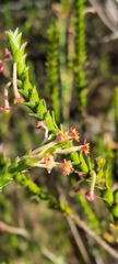 Struthiola ciliata