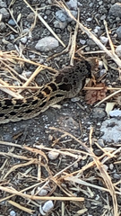 Pituophis catenifer catenifer