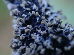 Hypogymnia hultenii