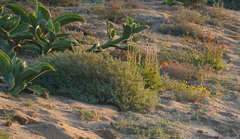 Mesembryanthemum barklyi