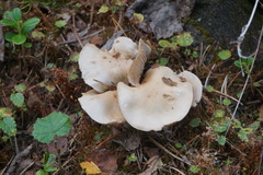 Hebeloma velutipes