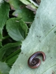 Ommatoiulus sabulosus