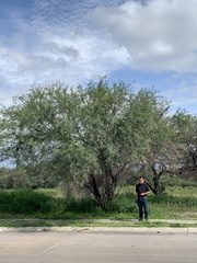 Vachellia farnesiana
