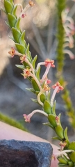 Struthiola ciliata