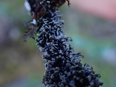Hypogymnia hultenii